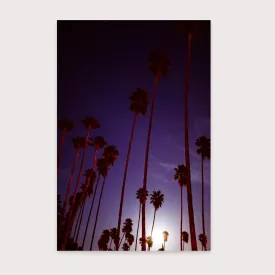 Supermoon & Palmtree - Amanda Friedman