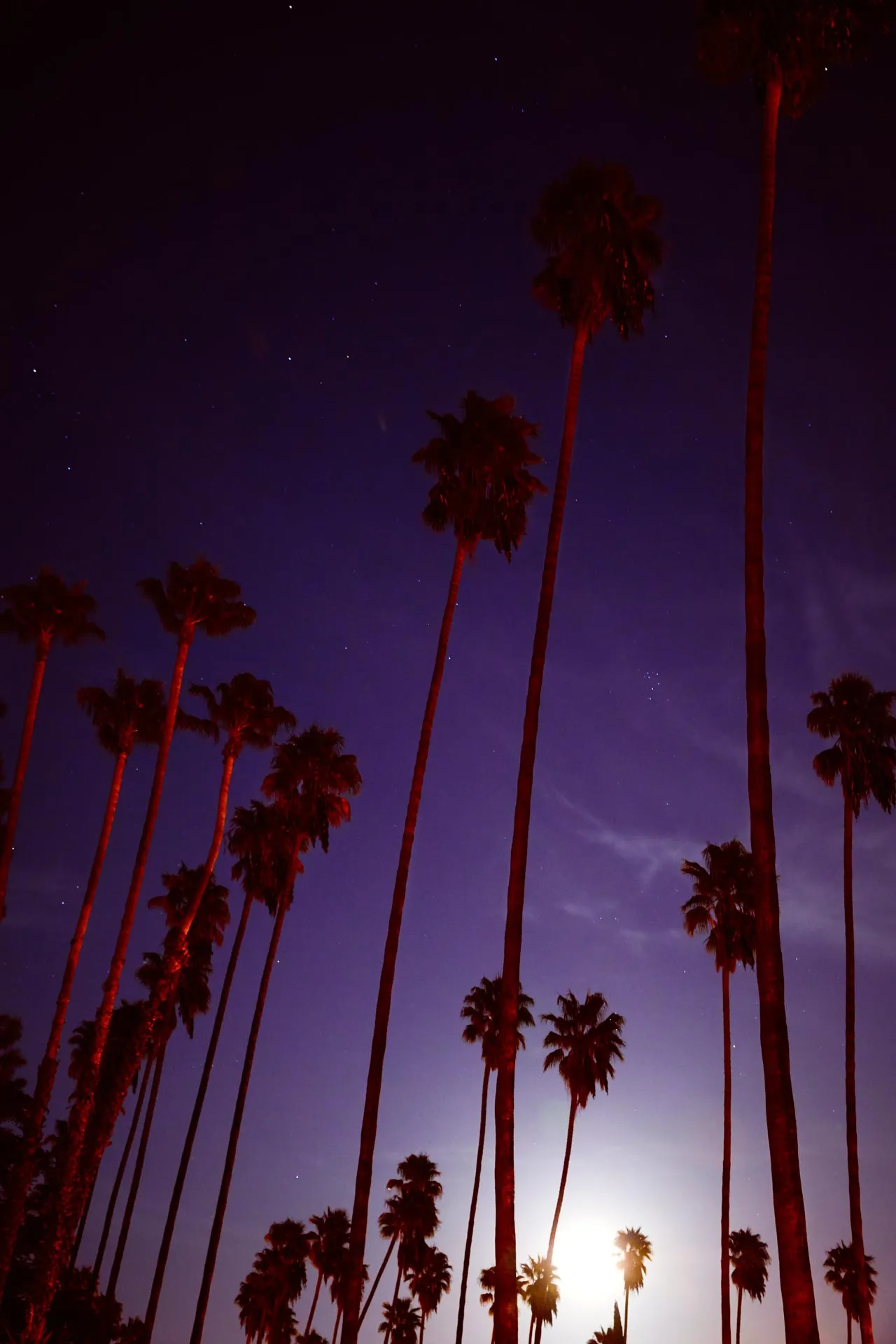 Supermoon & Palmtree - Amanda Friedman
